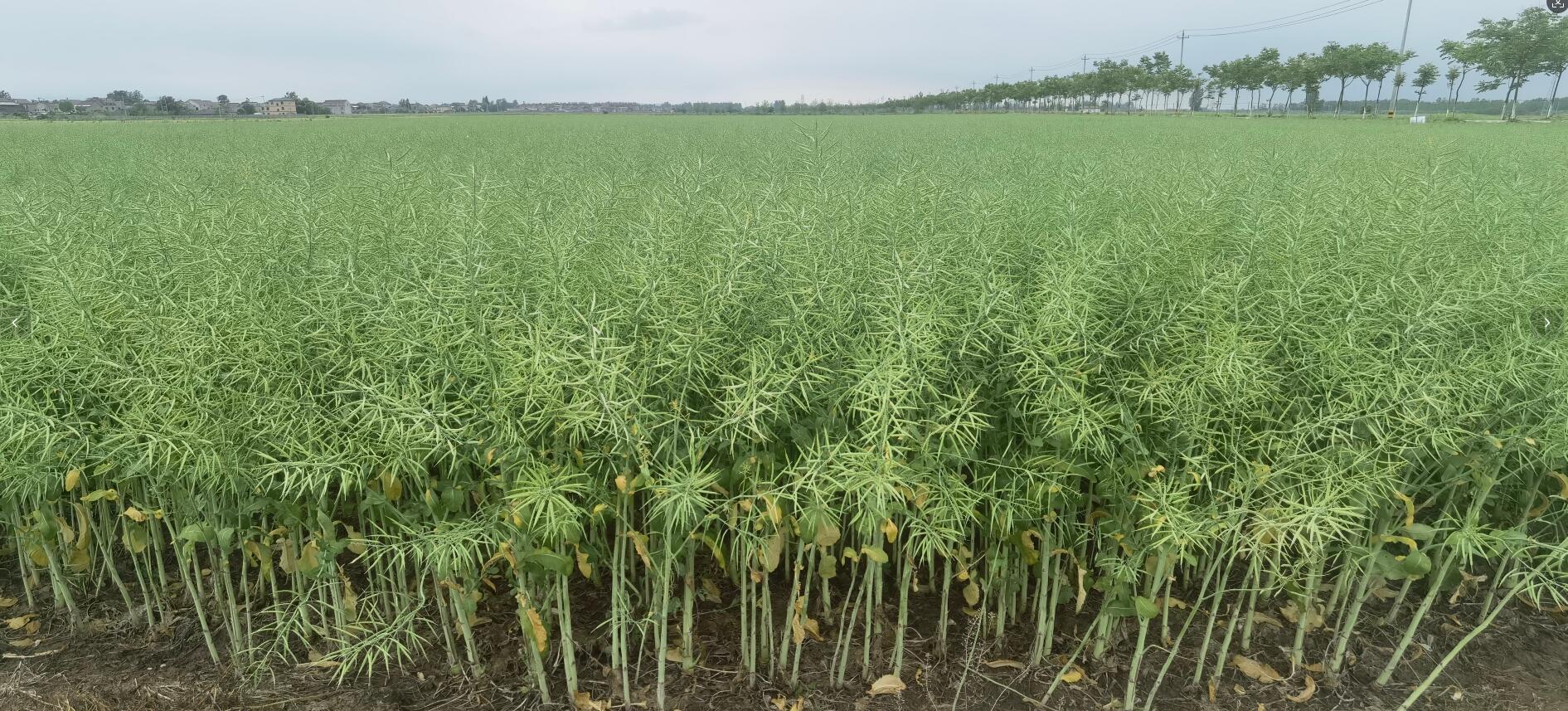 1741918290257332.jpg 9-1.jpg