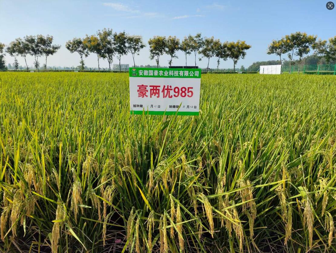 1741918641818576.jpg 985.jpg