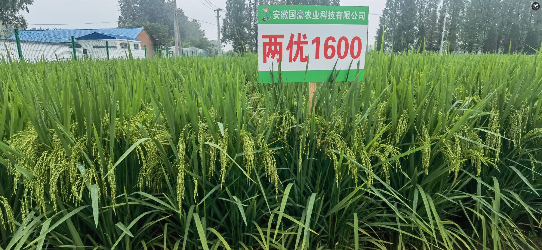 1741918755611032.jpg 1600-1.jpg