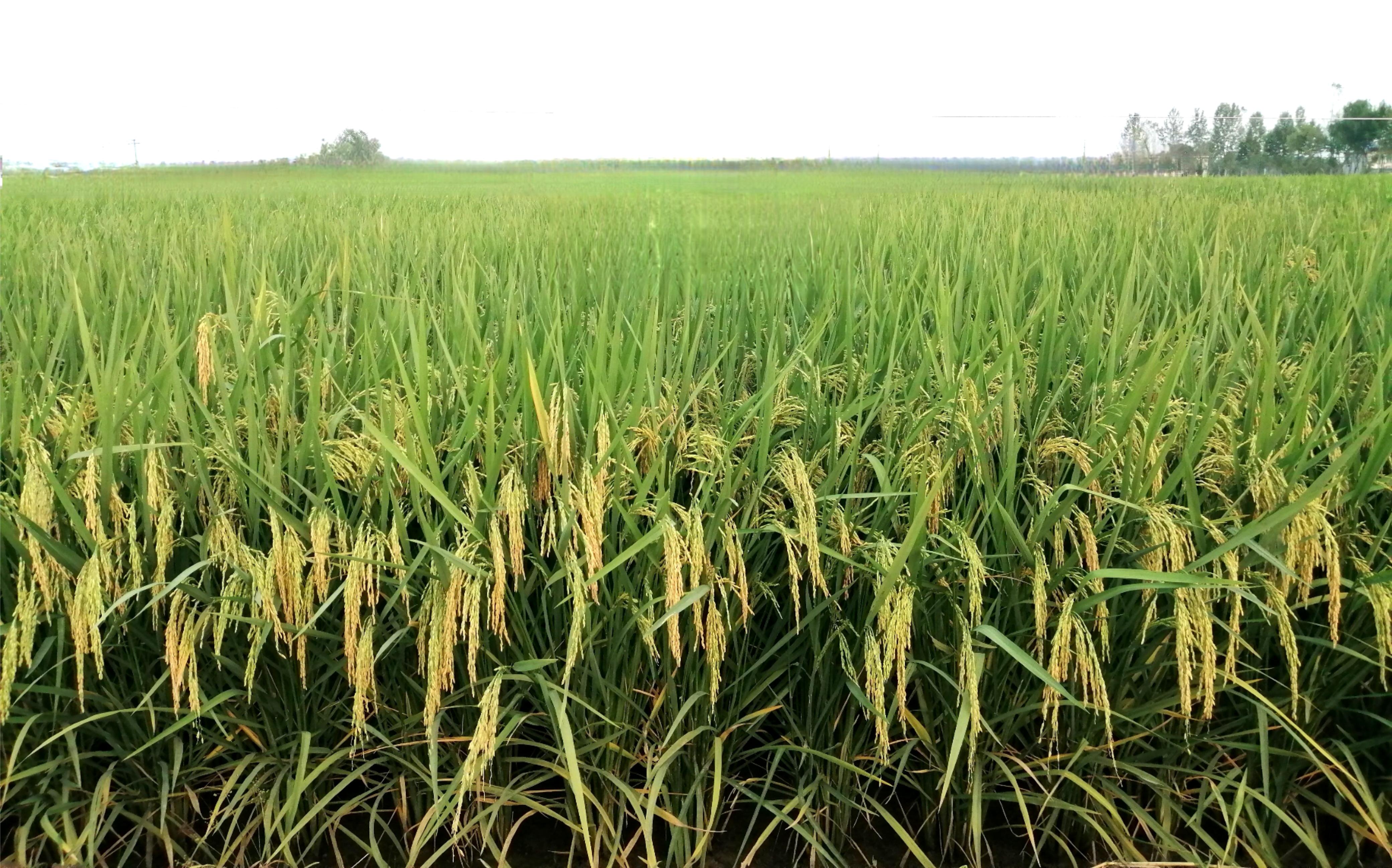 1741920276942410.jpg 早籼118.jpg