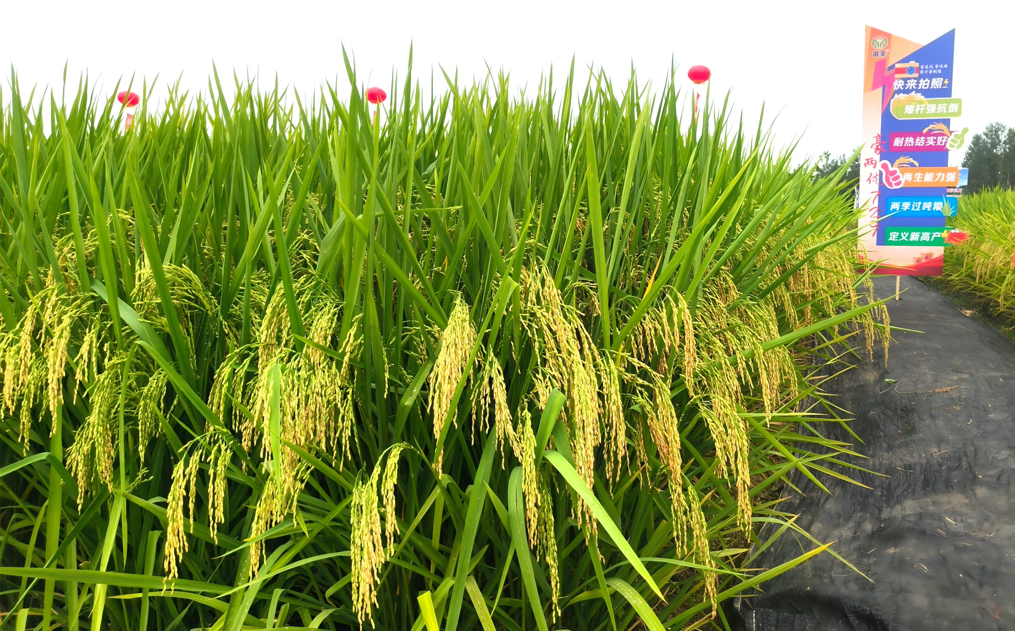 1757573753662267.jpg 微信图片_20250910165509.jpg