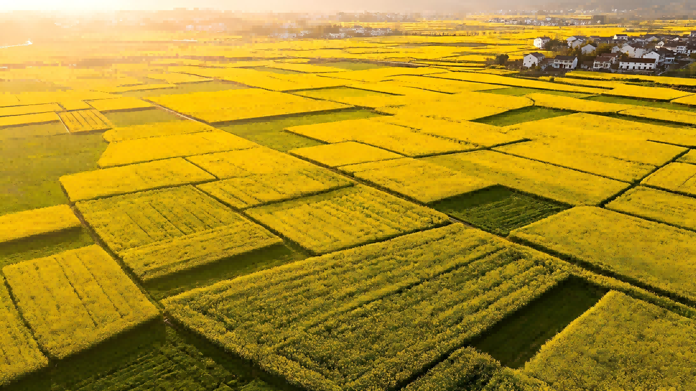 生成油菜花田照片(1)(1).png